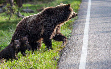 Картинка животные медведи природа дорога три медведя детёныши медвежата медведица хищники