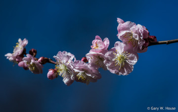 обоя цветы, сакура,  вишня