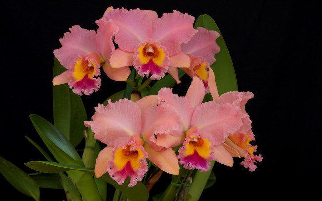 Обои картинки фото цветы, орхидеи, лепестки, орхидея, фаленопсис, розовые