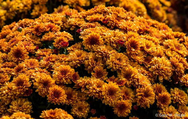 Обои картинки фото цветы, хризантемы, осень