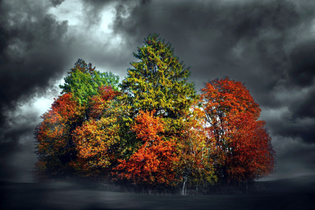 Обои картинки фото природа, деревья, тучи, мрак, осень