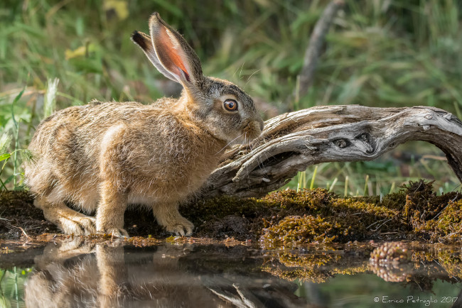 Обои картинки фото животные, кролики,  зайцы, зайка