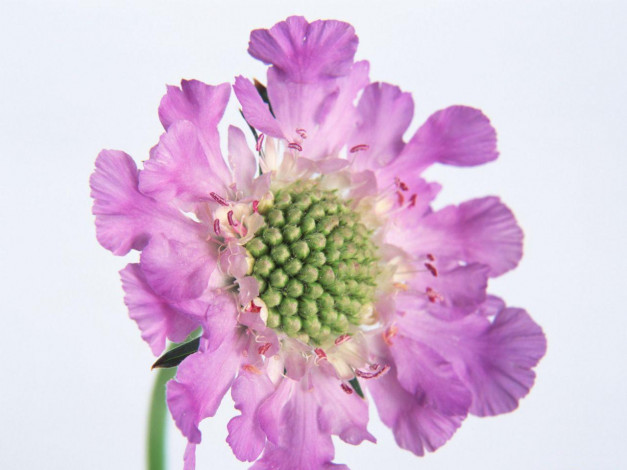 Обои картинки фото цветы, скабиоза