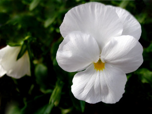 Картинка цветы анютины глазки садовые фиалки белый