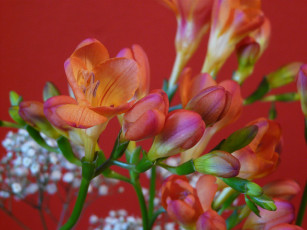 Картинка цветы фрезия оранжевый
