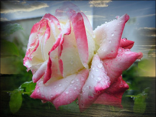 Картинка цветы розы бело-розовый цветок коллаж