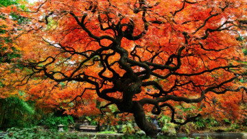 обоя Японский, клен, природа, деревья, осень, красный