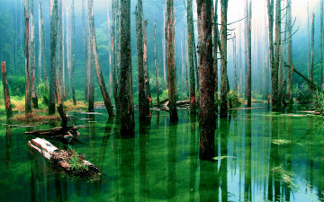 обоя природа, лес, деревья, вода