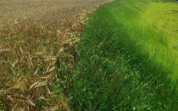 Картинка природа поля желтые злаки зеленая трава