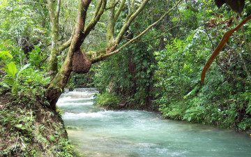 Картинка Ямайка природа реки озера поток воды зелень