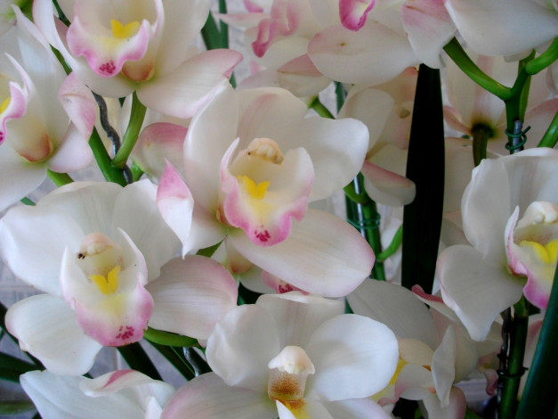 Обои картинки фото цветы, орхидеи, белый, нежный