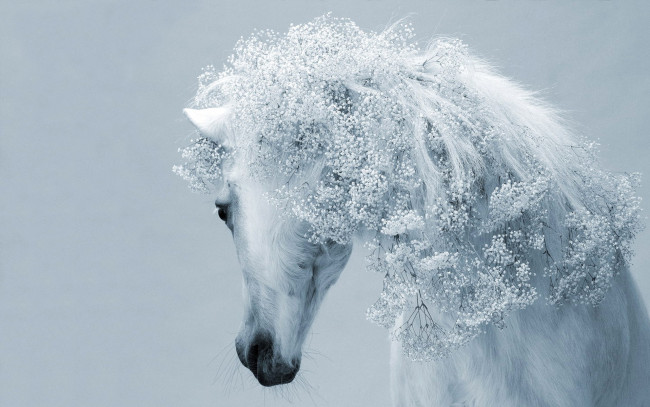 Обои картинки фото животные, лошади, белая, грива, цветы