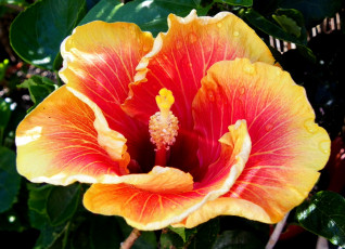 Картинка цветы гибискусы лепестки оранжевый