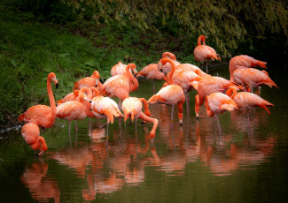Картинка животные фламинго розовый вода отражение