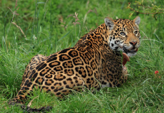 Картинка животные Ягуары хищник пятна