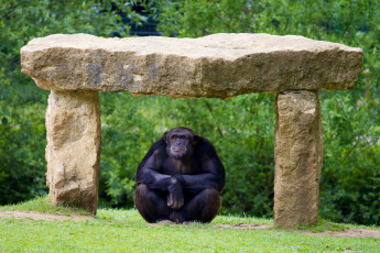 Картинка животные обезьяны шимпанзе поза