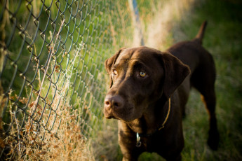Картинка животные собаки забор фон собака