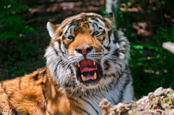 Картинка животные тигры амурский тигр кошка хищник