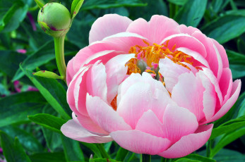 Картинка цветы пионы большой розовый бутон