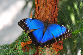 Картинка животные бабочки морфо крылья синий