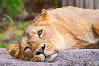 Картинка животные львы львица лежит смотрит морда