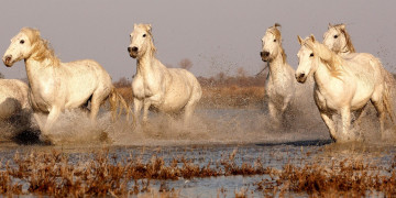 Картинка животные лошади кони бег