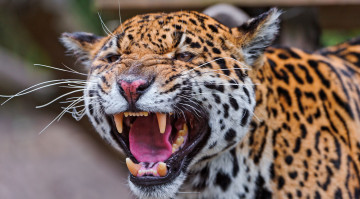 Картинка животные Ягуары хищник клыки кошка