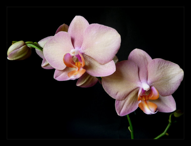 Обои картинки фото цветы, орхидеи, розовый, лепестки