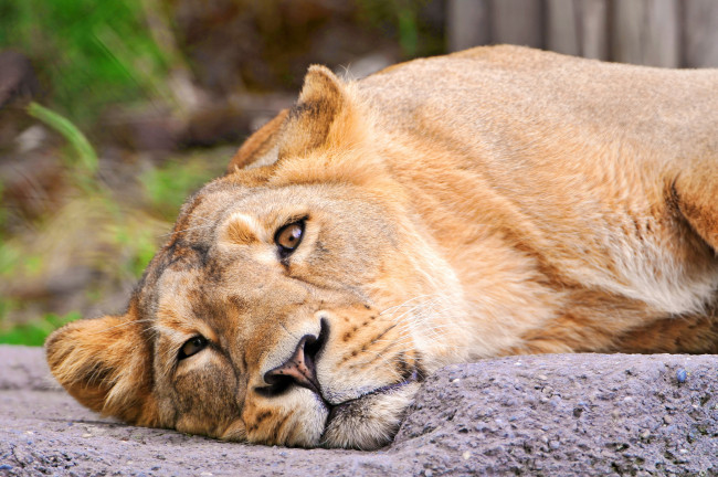 Обои картинки фото животные, львы, львица, лежит, смотрит, морда