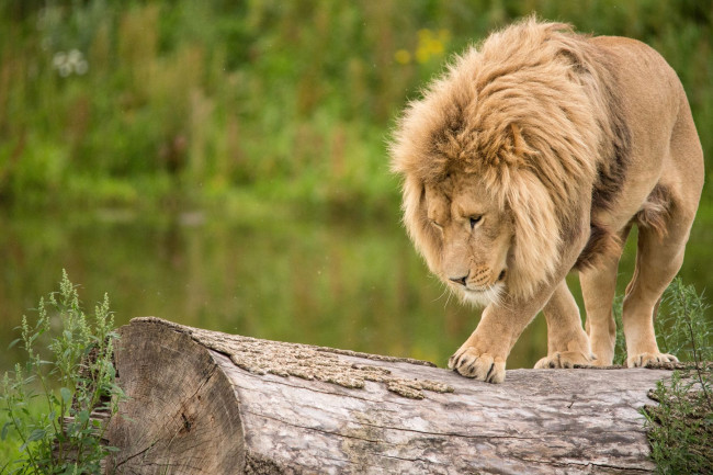 Обои картинки фото животные, львы, царь, зверей, бревно