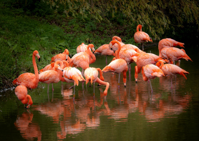 Обои картинки фото животные, фламинго, розовый, вода, отражение