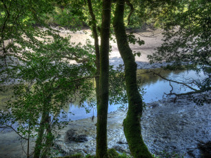 обоя river, lerryn, англия, природа, реки, озера, река, берег, деревья
