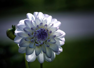Картинка цветы георгины макро голубые лепестки белые георгин цветок