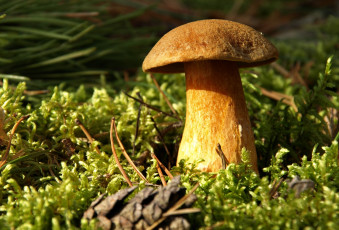 Картинка природа грибы крепыш