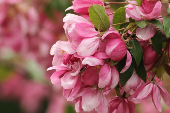 Картинка цветы цветущие+деревья+ +кустарники розовый