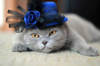 Картинка животные коты шляпа