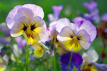 Картинка цветы анютины+глазки+ садовые+фиалки виола