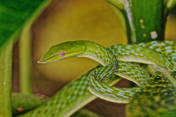 Картинка животные змеи +питоны +кобры змея древесная