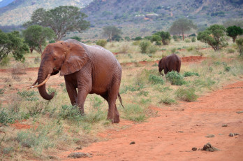 Картинка животные слоны саванна слон