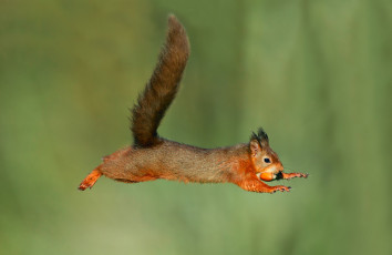Картинка животные белки жёлудь фон полёт прыжок
