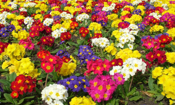 Картинка цветы примулы разноцветный