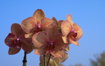 Картинка цветы орхидеи бутоны