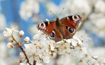 Картинка животные бабочки ветка