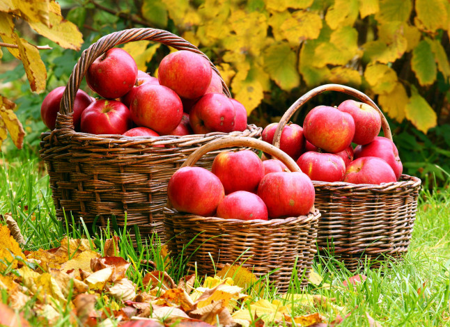 Обои картинки фото еда, Яблоки, урожай, осень, корзины