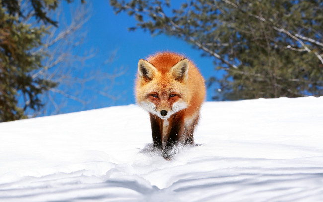 Обои картинки фото животные, лисы, снег, подкралась, лиса, лис, зима