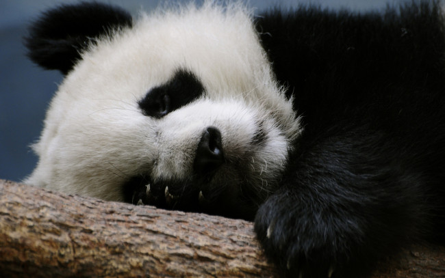 Обои картинки фото животные, панды, панда, голова, отдых, бревно, сон, когти