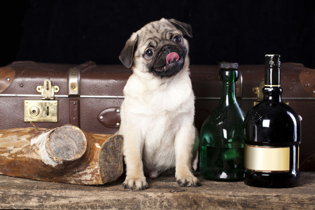Обои картинки фото животные, собаки, собака, чемодан, мопс, бутылки, полено