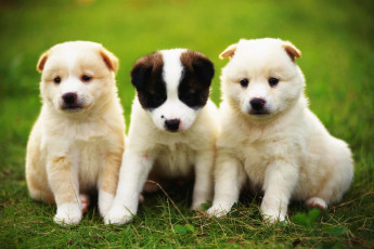 Картинка животные собаки щенки луг троица трава