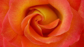 Картинка цветы розы роза лепестки цветок