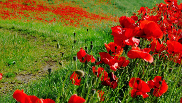 Картинка цветы маки тропинка луг трава поле